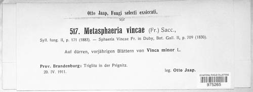 Saccothecium image